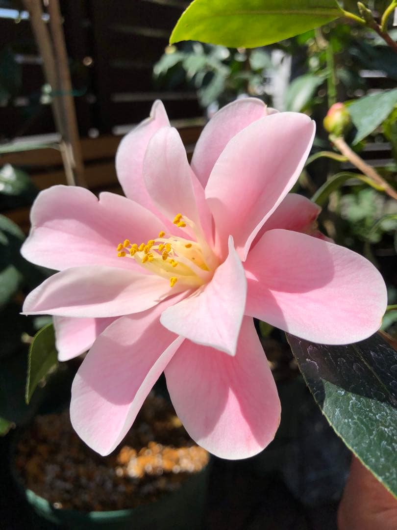 不可思議　椿　鉢底約100cm