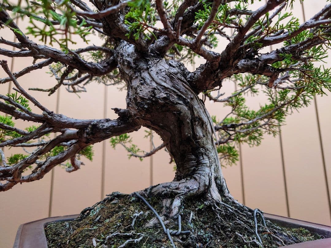 盆栽　糸魚川真柏　樹高43cm