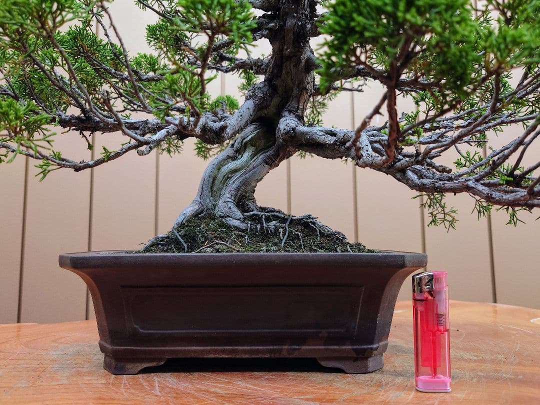 盆栽　糸魚川真柏　樹高43cm