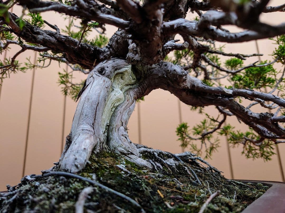 盆栽　糸魚川真柏　樹高43cm