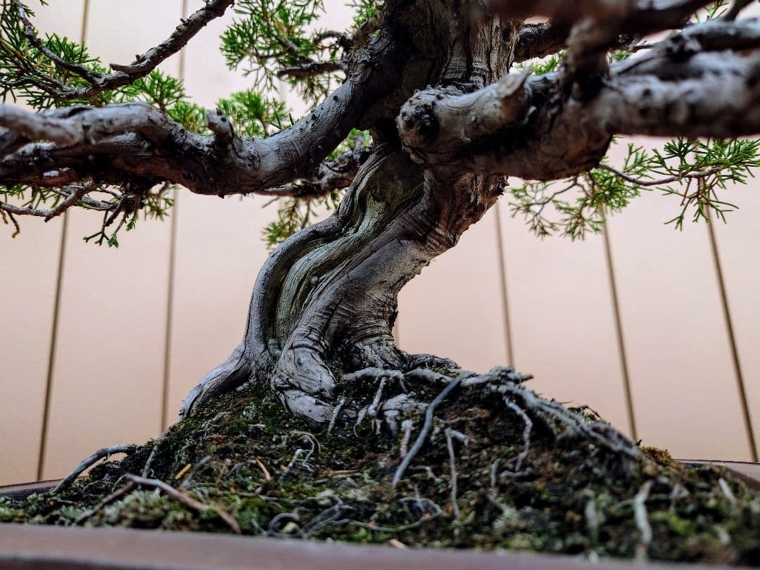 盆栽　糸魚川真柏　樹高43cm