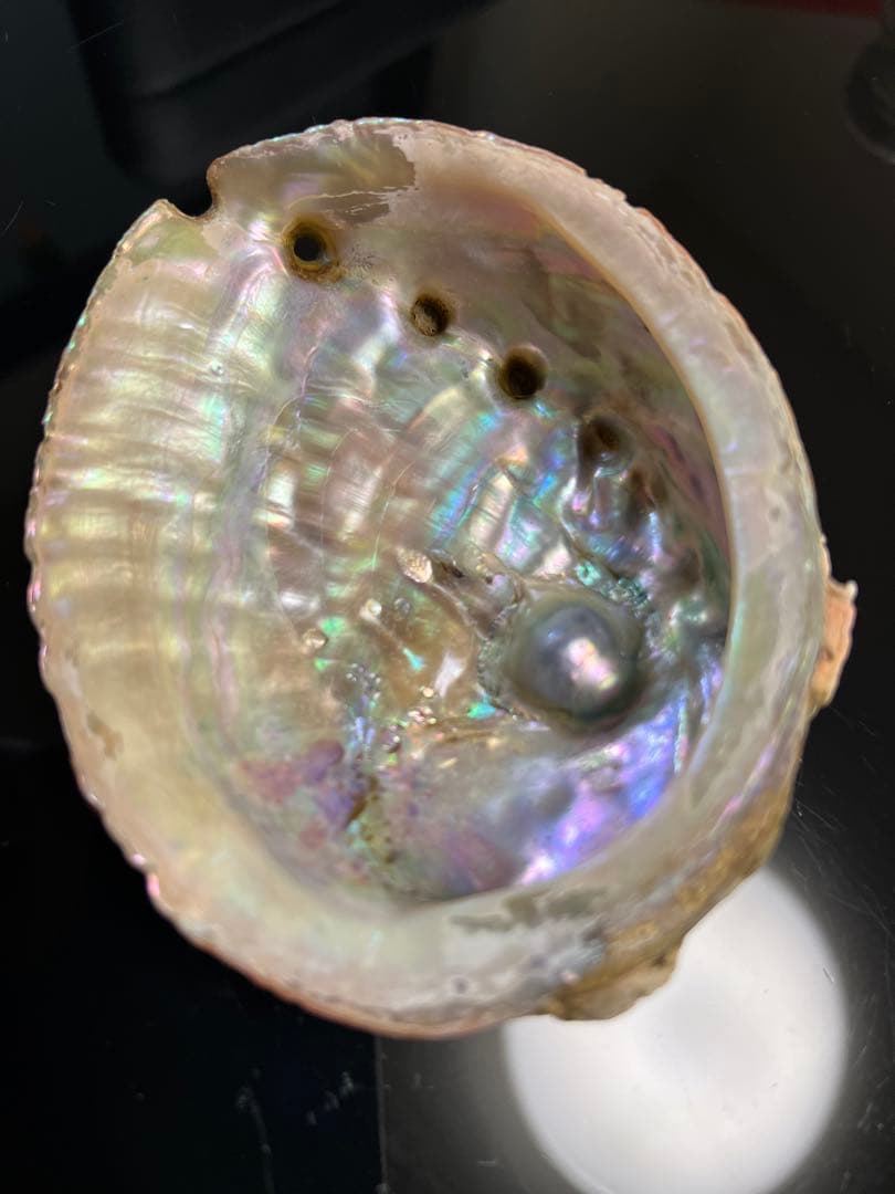 鮑玉　アワビの貝殻　アバロンパール　真珠付き約1cm強