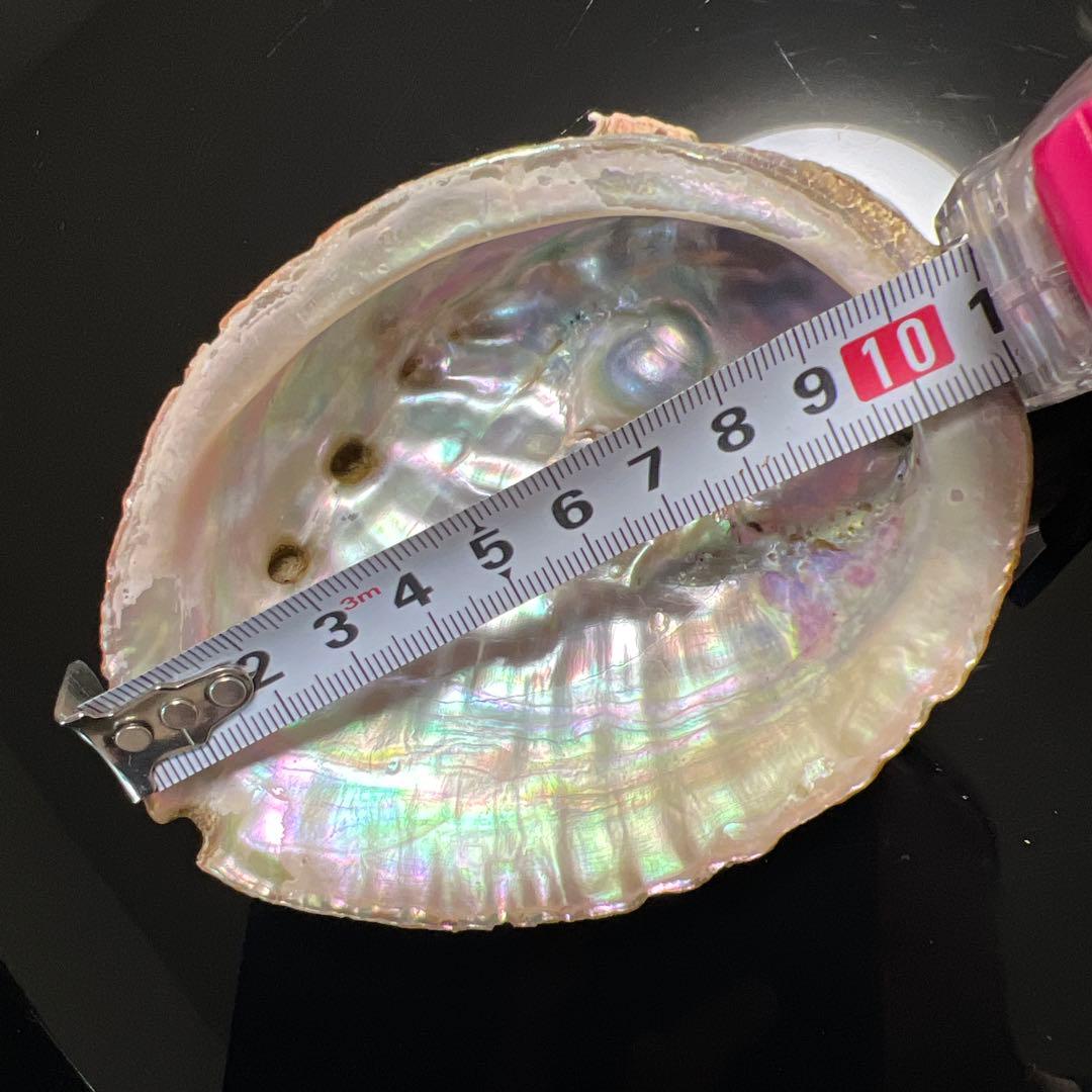 鮑玉　アワビの貝殻　アバロンパール　真珠付き約1cm強