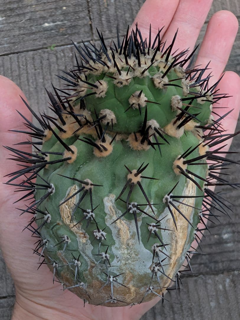 M*9様 【特選】コピアポア　シネレア　黒王丸②