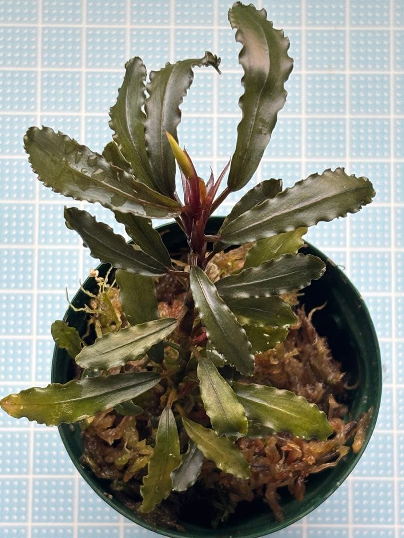 水草 Bucephalandra sp. Aurora