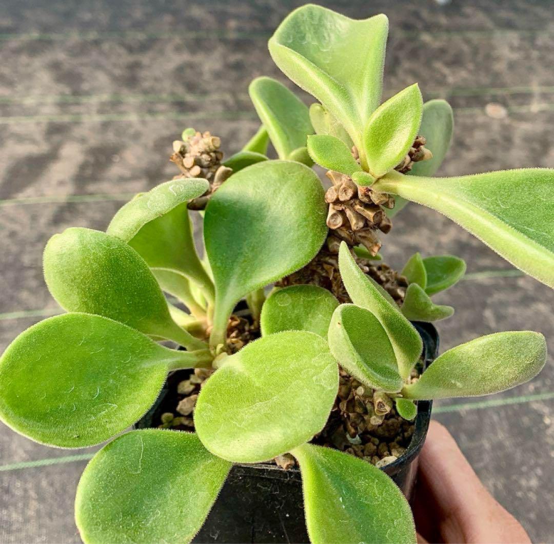 産地情報付しっかり塊根　写真2-6　チレコドン　ヒルチフォリウス　実生　多肉植物