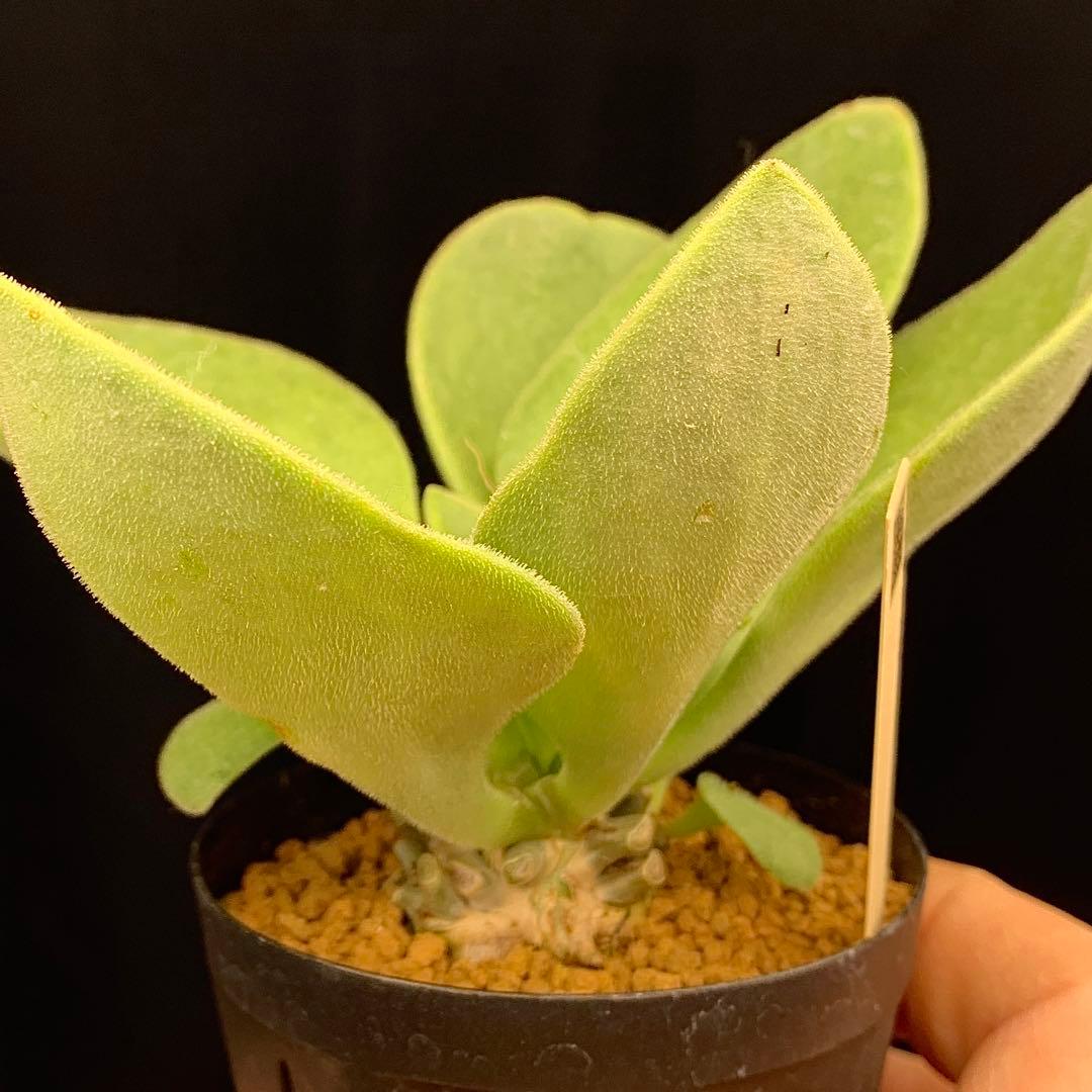 産地情報付しっかり塊根　写真2-6　チレコドン　ヒルチフォリウス　実生　多肉植物