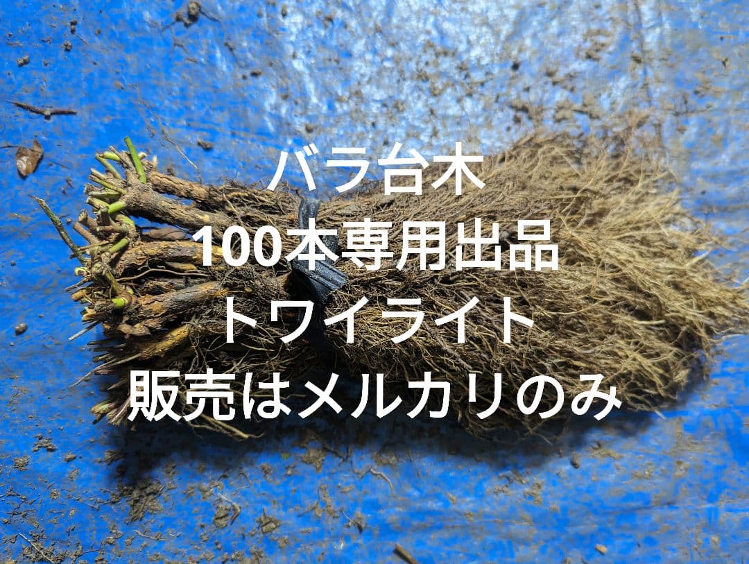 バラ台木100本