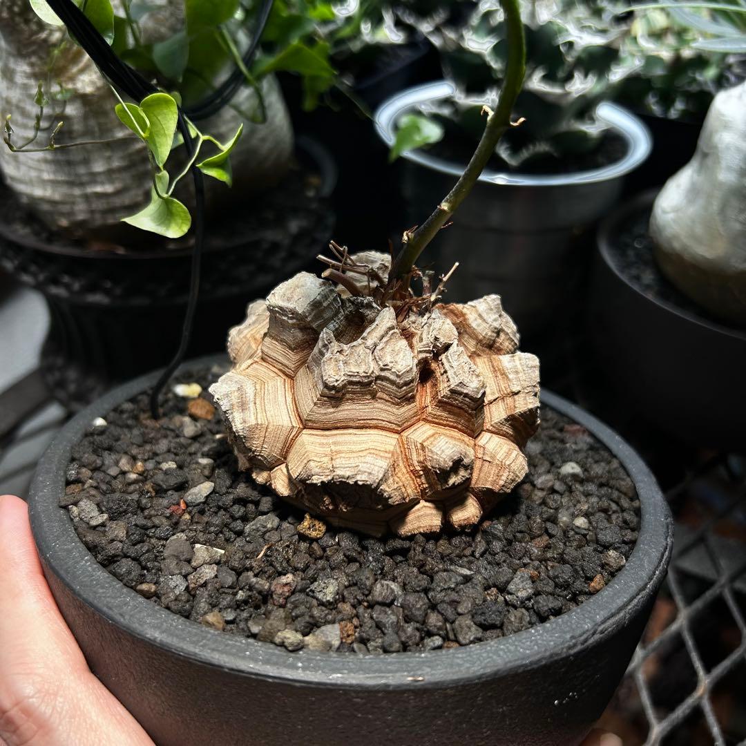 あ*ん様 亀甲竜　長谷川亀甲竜　ディオスコレアエレファンティペス　塊根植物