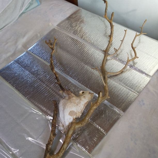 深海松のサンゴ