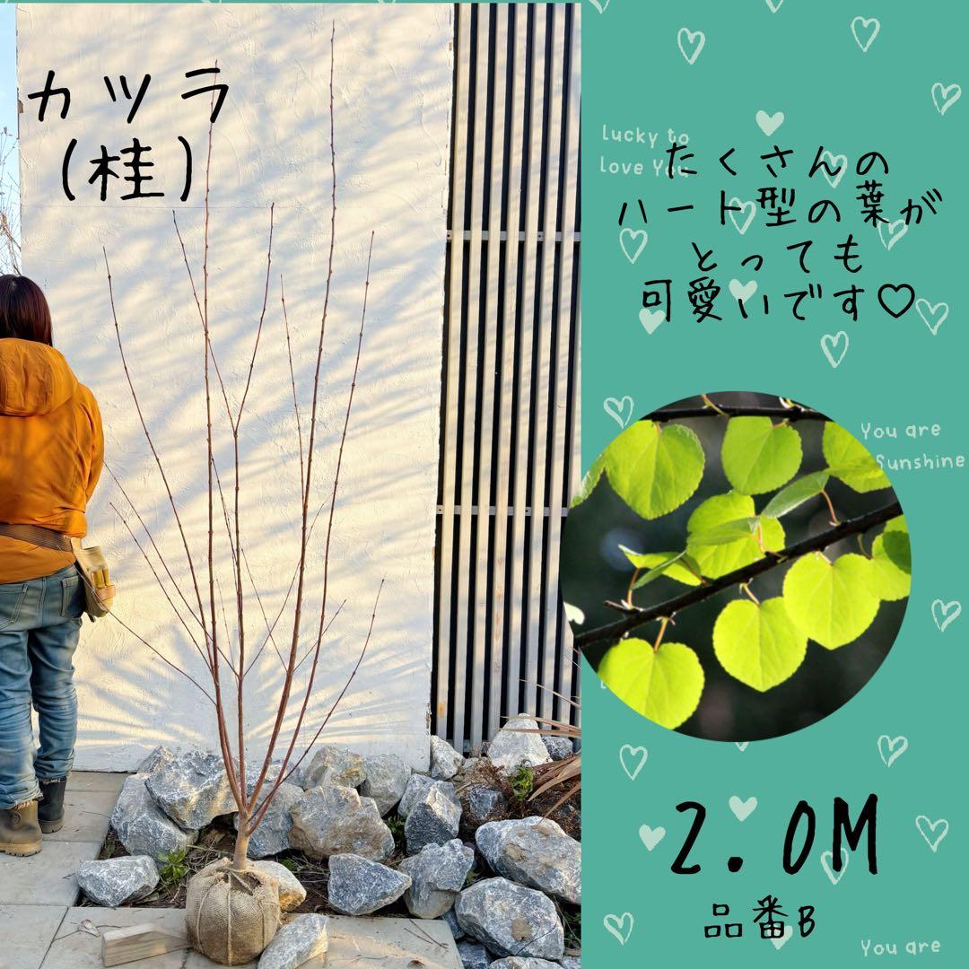 逸品。カツラ(桂)2.0M(鉢底から)品番B