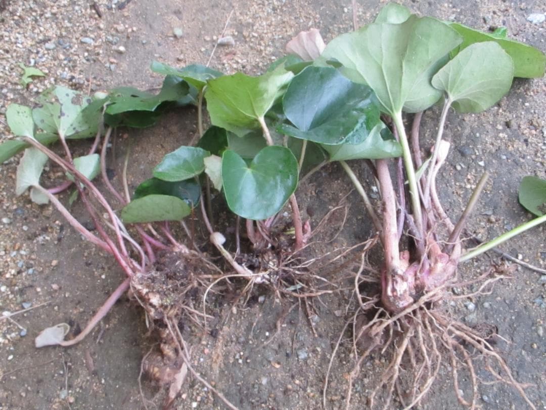 ✨ツワブキ 苗 6株 根付き✨抜き苗　山野草　農薬不使用　煮物がおいしいよ～