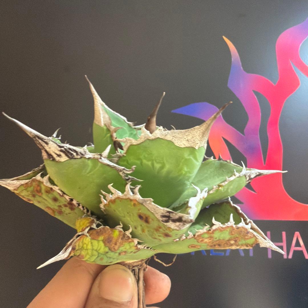 アガベ x犀牛