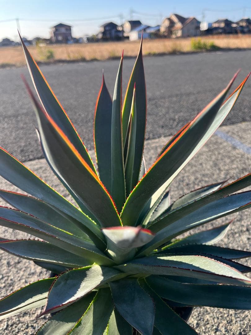 HARU‼️ アガベ　ブルーグロー　耐寒性　ドライガーデン