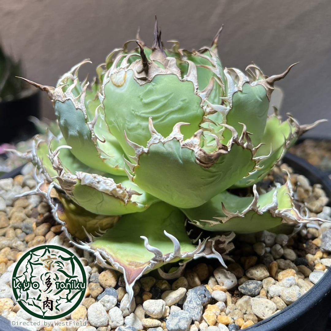 レア【送料込】親株　特大サイズ　フィリグリー　アガベ　チタノタ　圓葉拇指