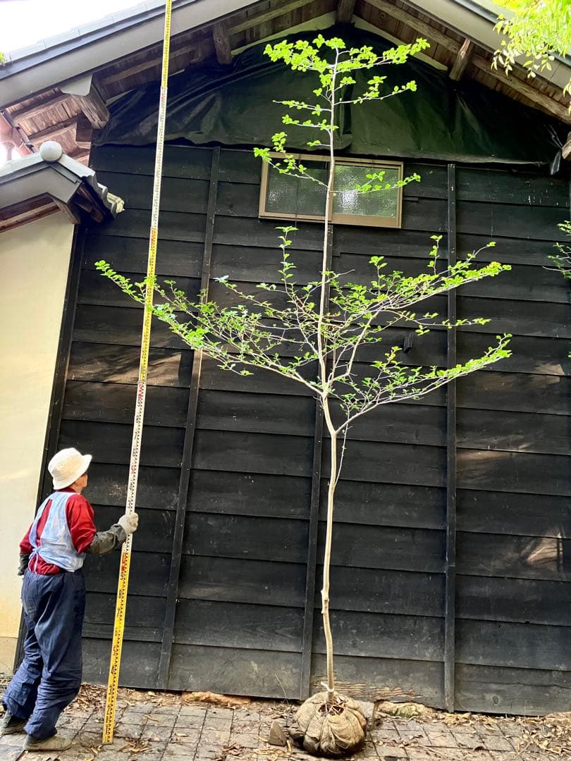 81 山採り　アオハダ