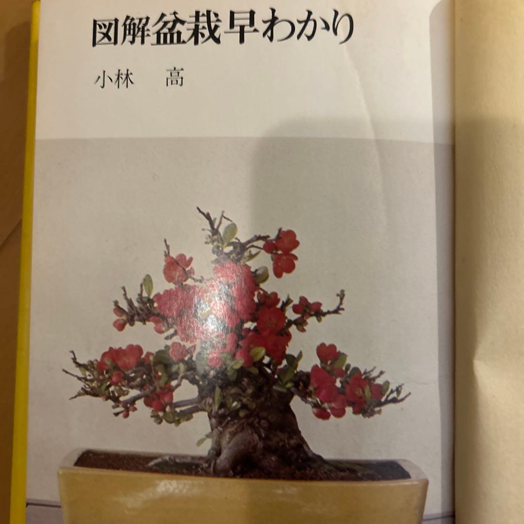 図解盆栽早わかり 小林 高