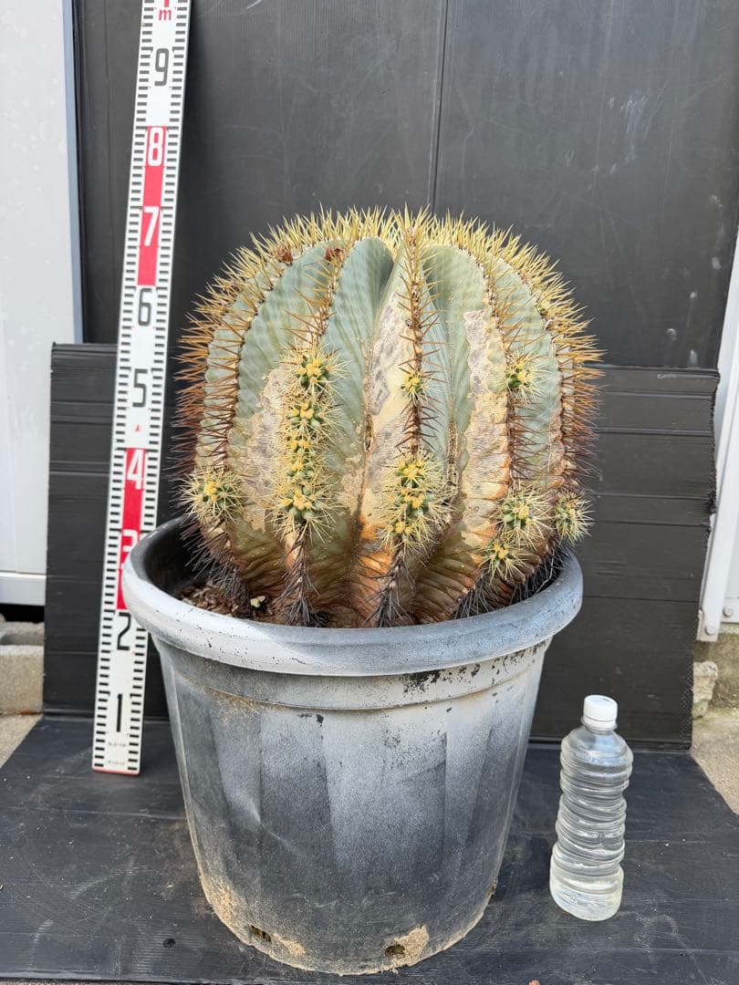 王冠竜　大きな球形サボテン 約90cm