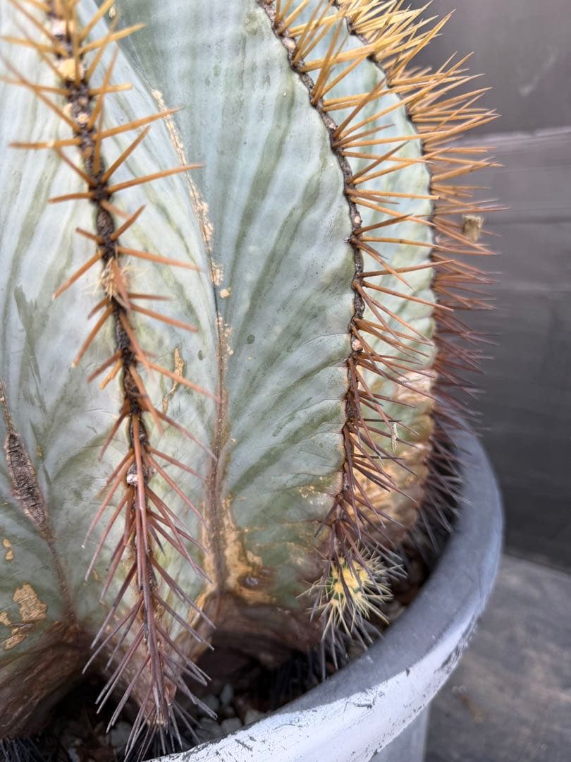 王冠竜　大きな球形サボテン 約90cm