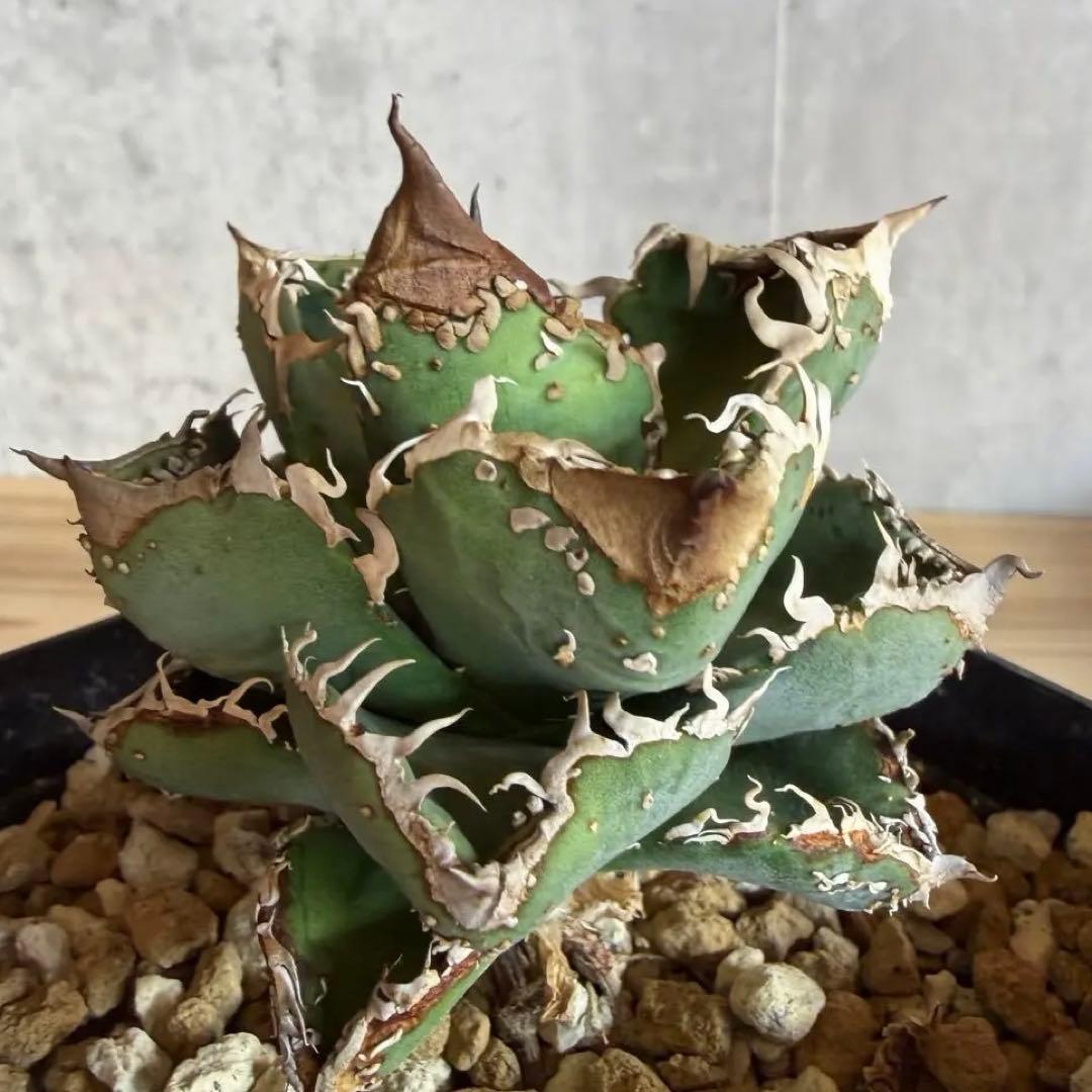 親株　冰雹　ぶつぶつ