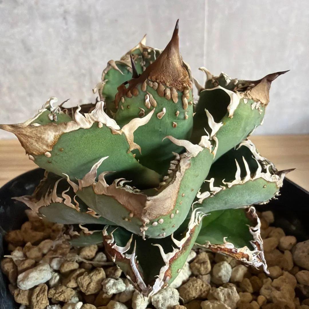 親株　冰雹　ぶつぶつ