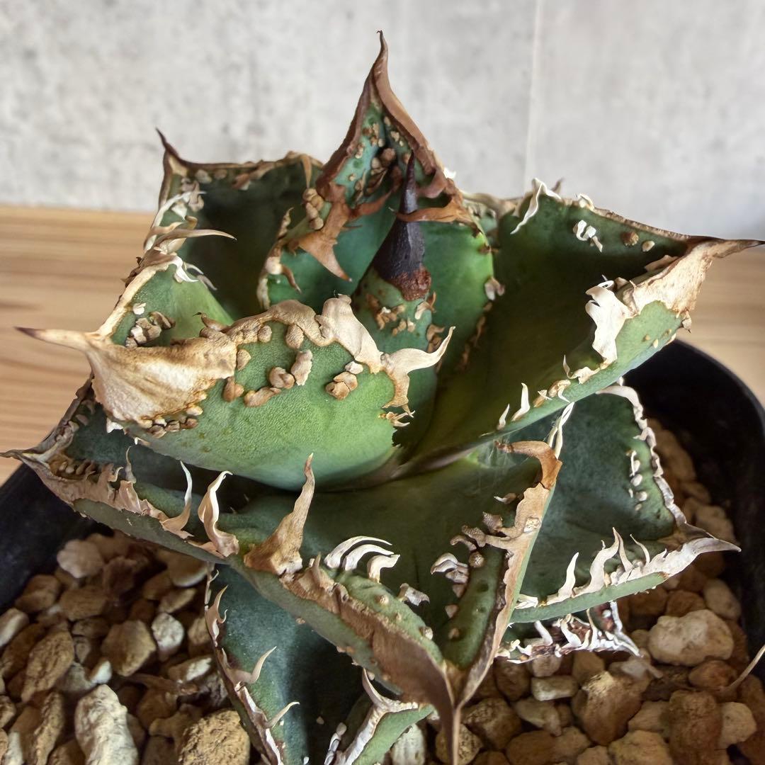 親株　冰雹　ぶつぶつ