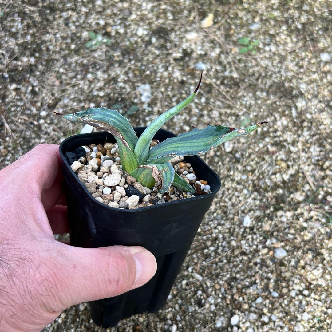 アガベ　スカブラ錦　縞斑　子株　極上縞斑　希少