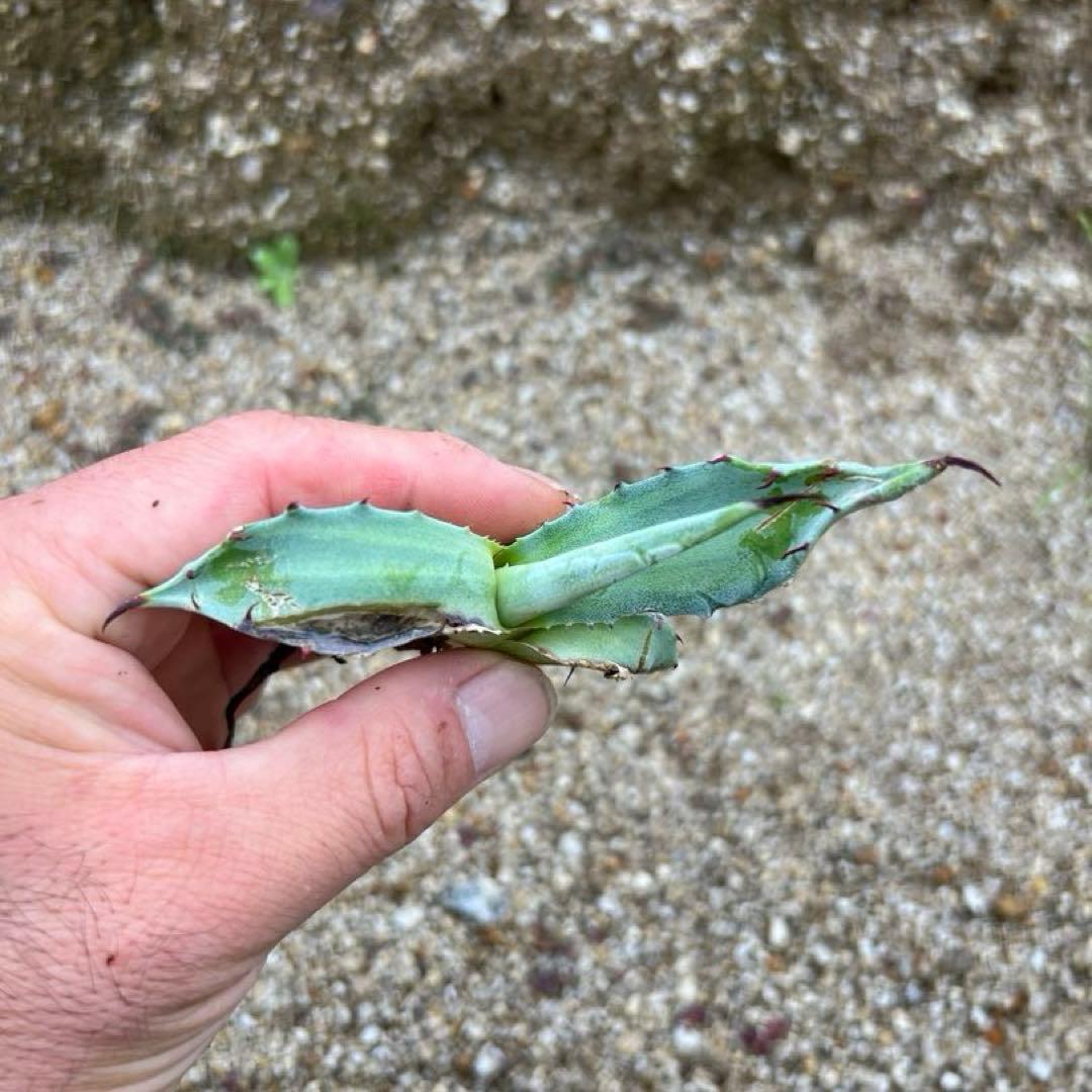 アガベ　スカブラ錦　縞斑　子株　極上縞斑　希少