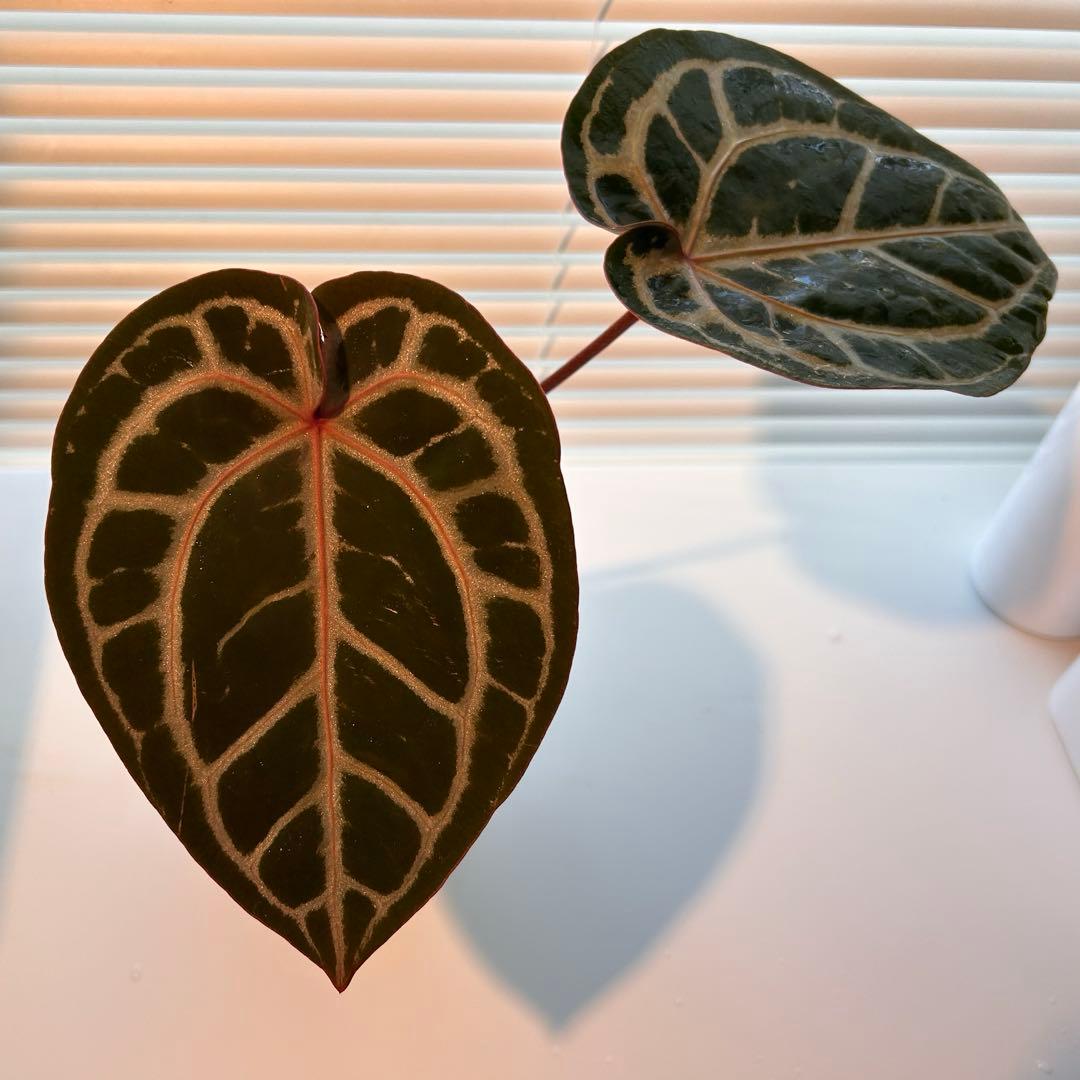 アンスリウム　スカーレット　ワビサビプランツ　タグ付き