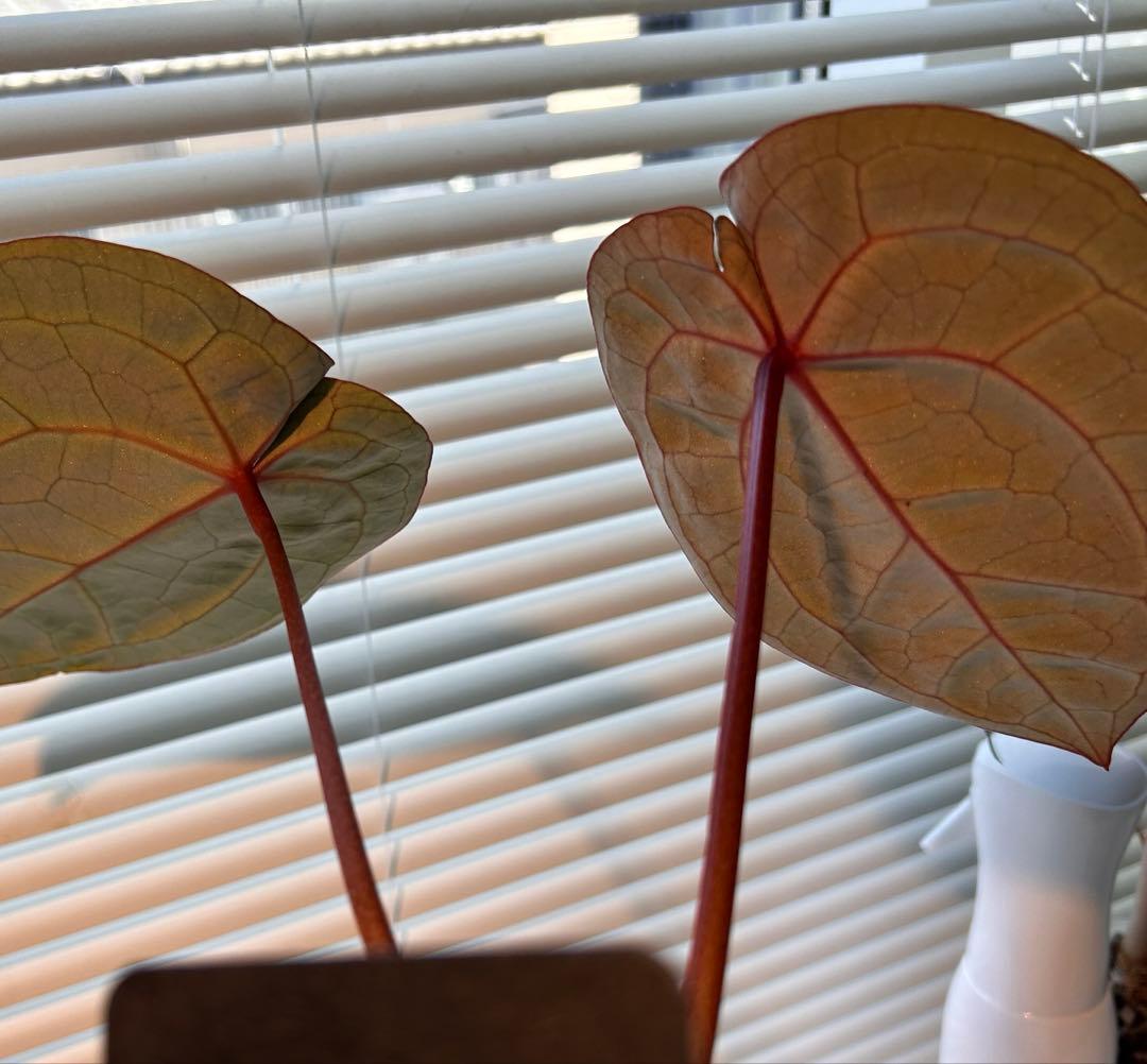 アンスリウム　スカーレット　ワビサビプランツ　タグ付き