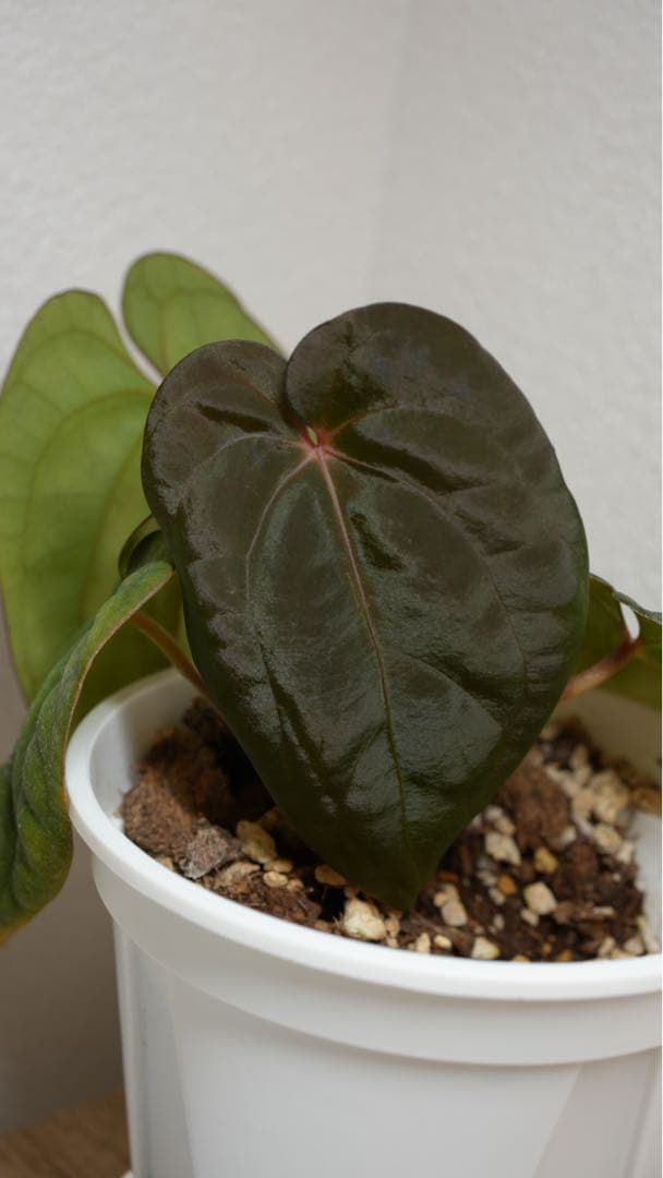 アンスリウムBVEP Anthurium（antolakii）Tezula実生
