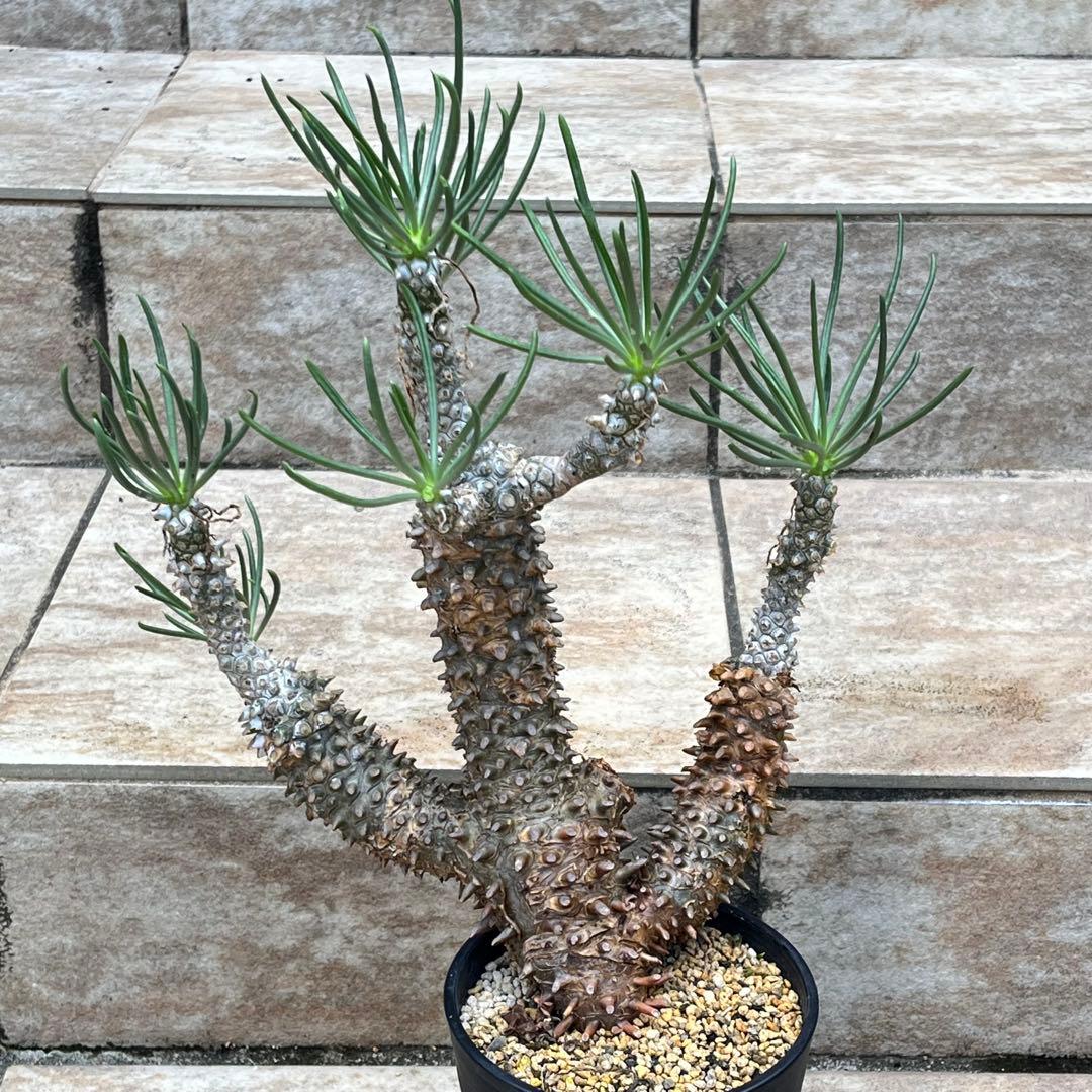 【セール】チレコドン　ワリチー　No.001　鉢、送料込　メルカリ便