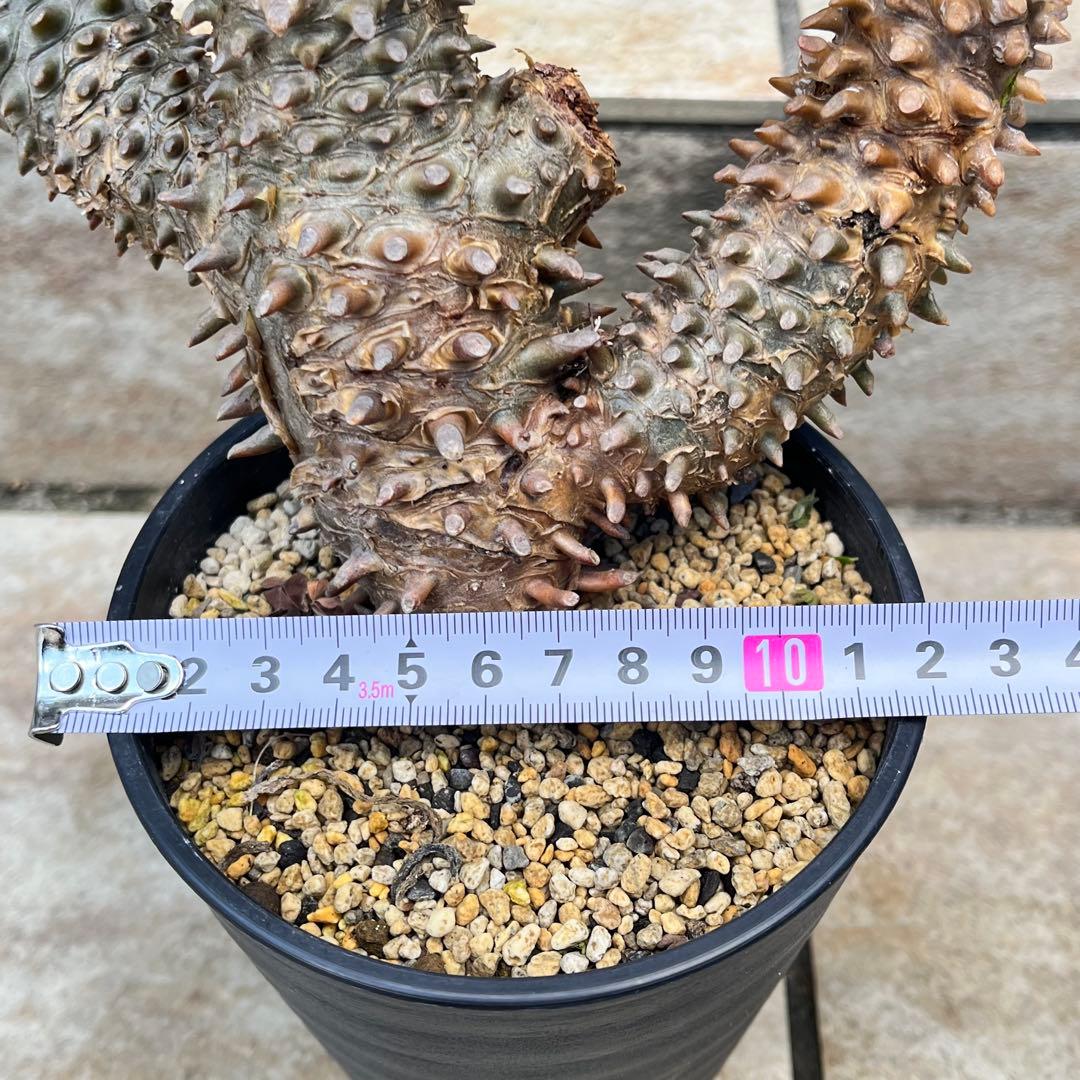 【セール】チレコドン　ワリチー　No.001　鉢、送料込　メルカリ便