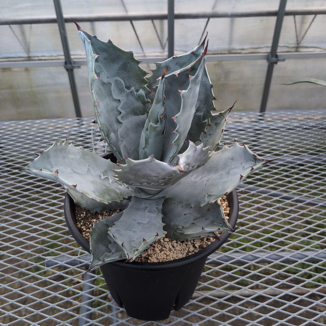 アガベ　コロラータ　大株　鉢ごと発送