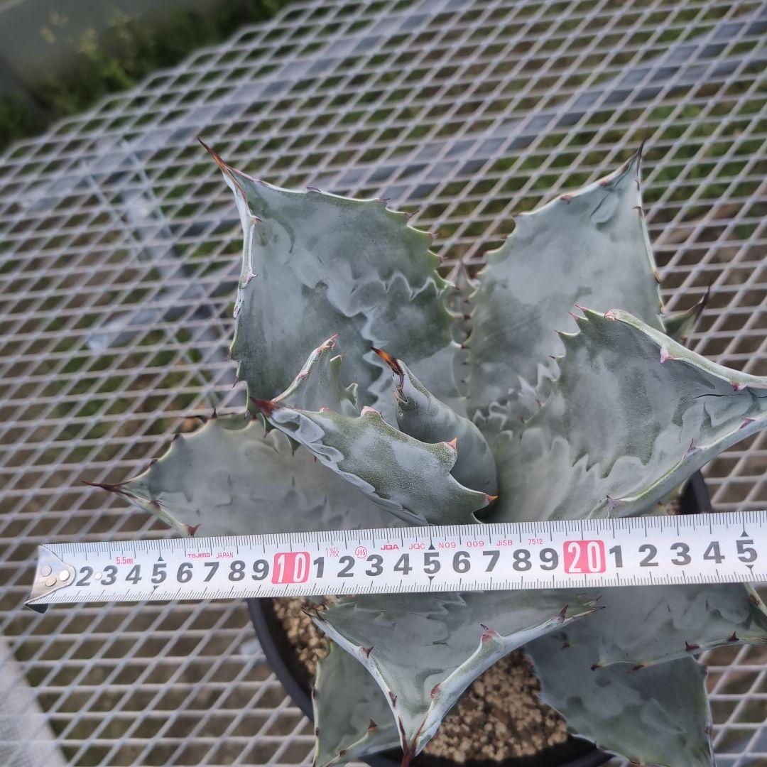 アガベ　コロラータ　大株　鉢ごと発送