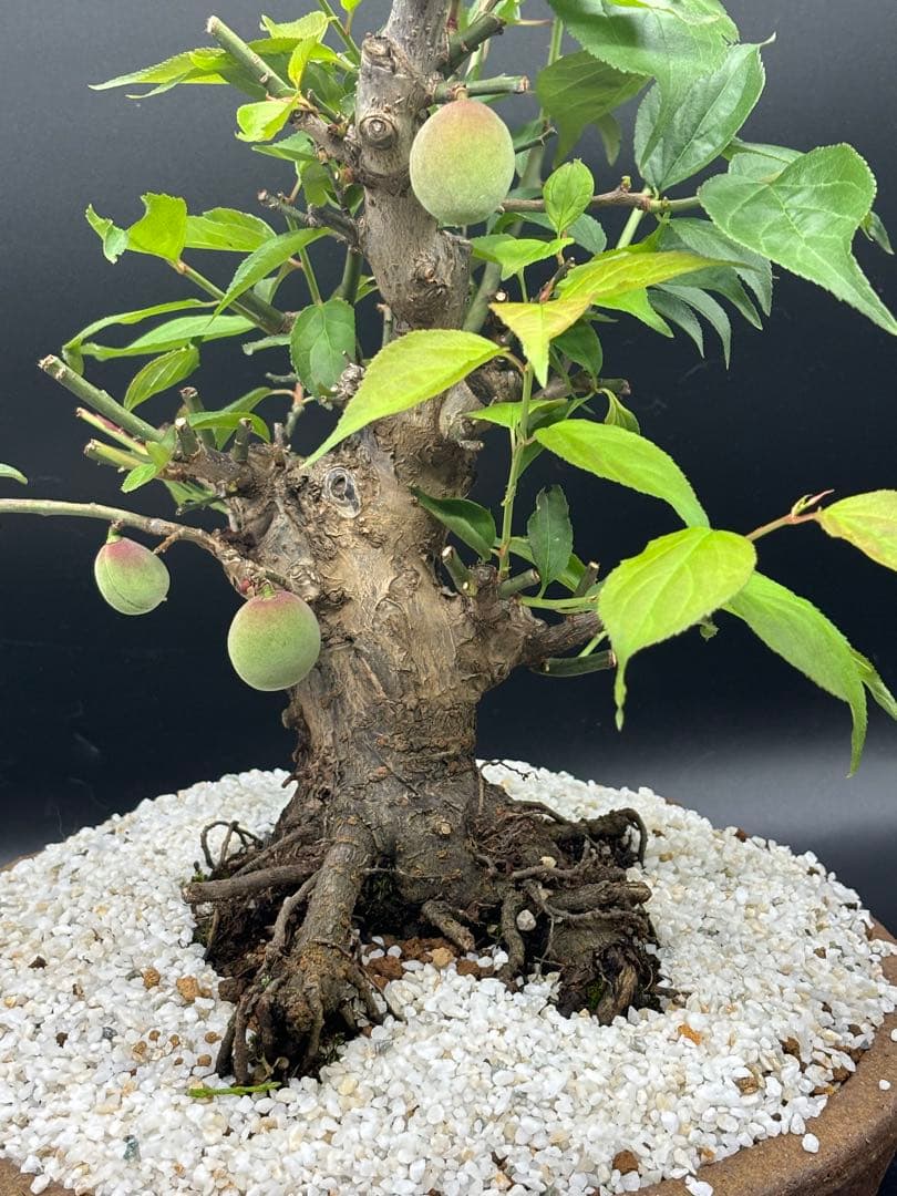 紅梅 盆栽　赤花