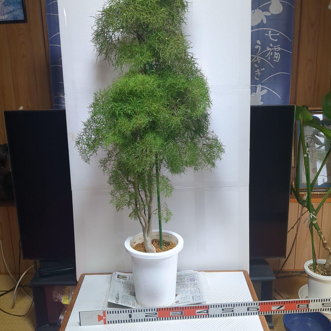 レオさん専用。タイワンモミジ。観葉植物。鉢ごと無料で発送致します。