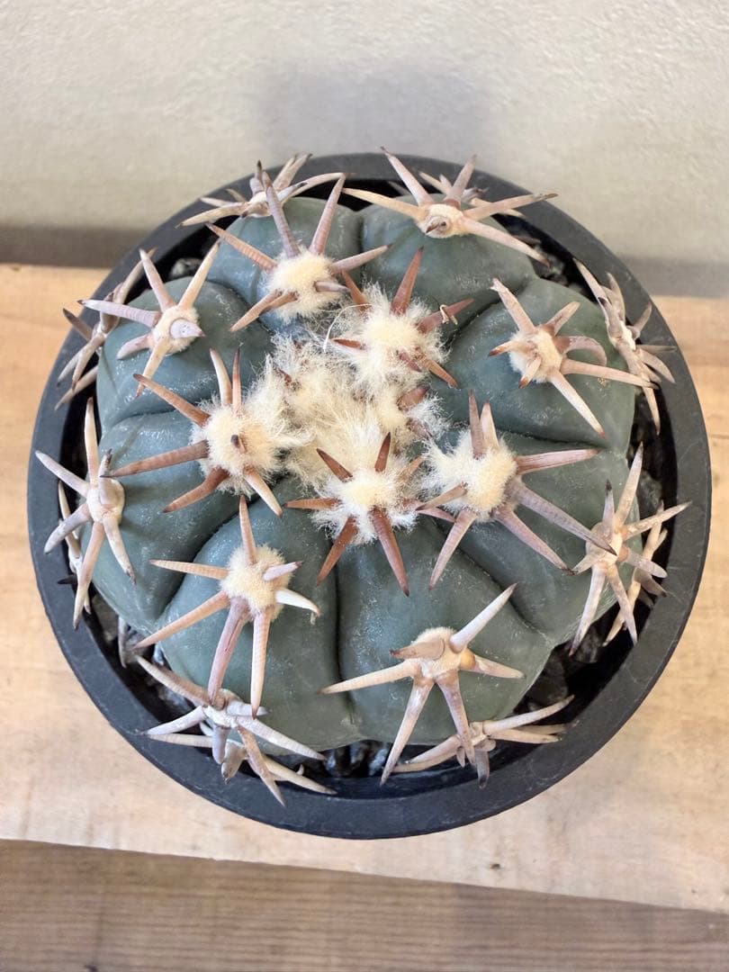 エキノカクタス 太平丸 自根