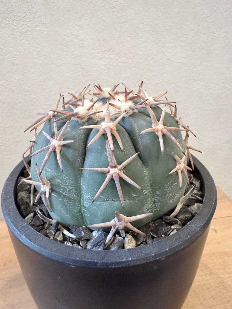 エキノカクタス 太平丸 自根