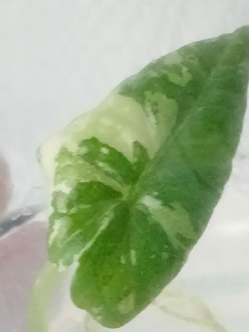 その他観葉植物 Alocasia Maharani Albo variegated