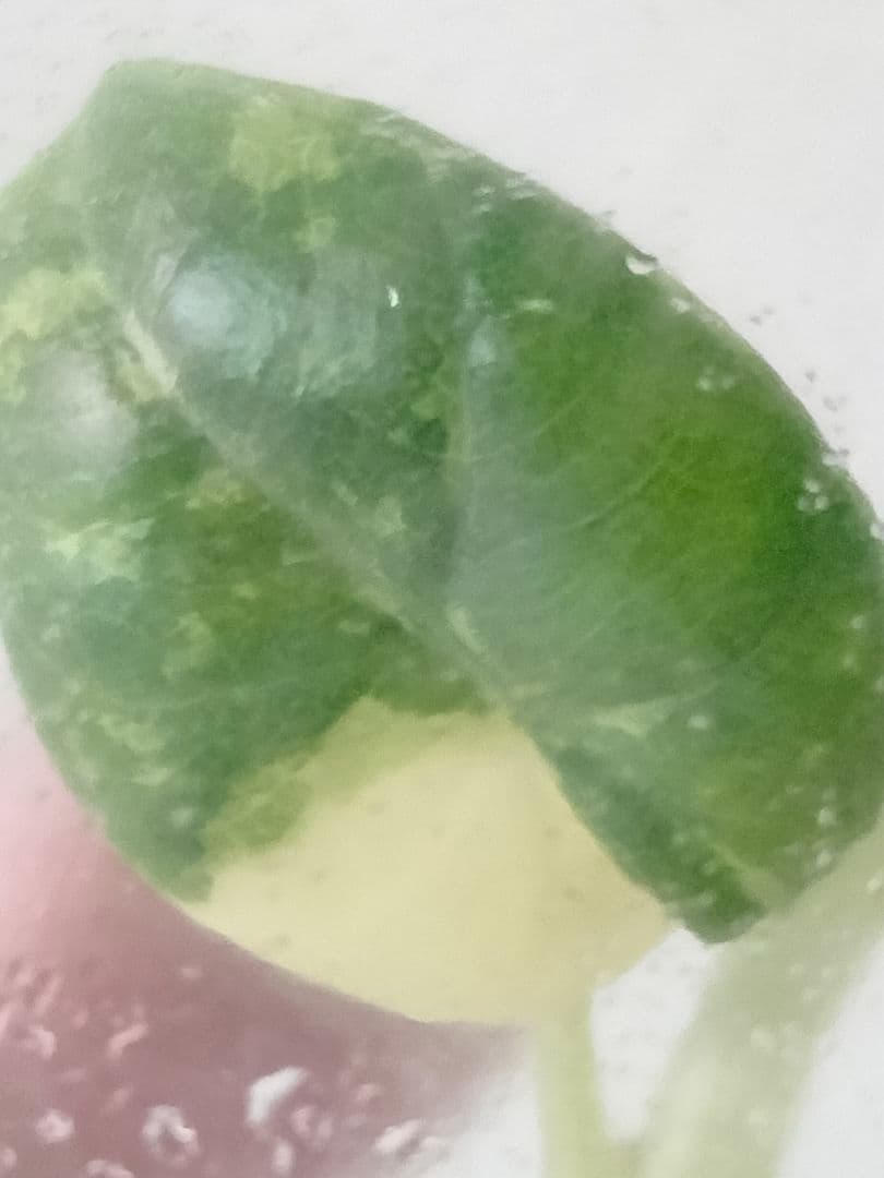 その他観葉植物 Alocasia Maharani Albo variegated