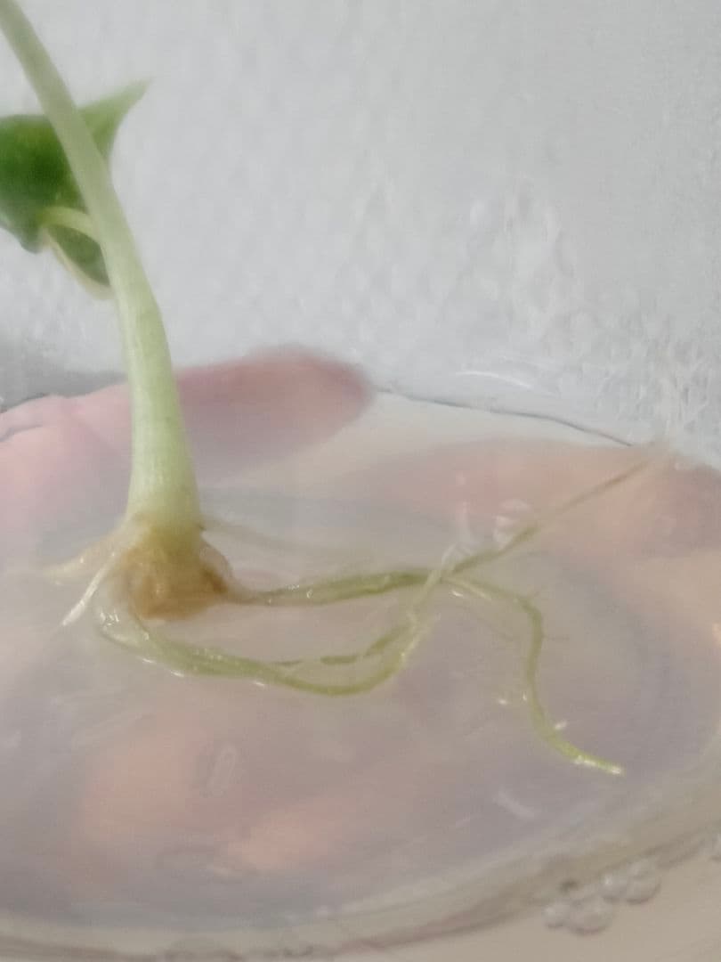 その他観葉植物 Alocasia Maharani Albo variegated
