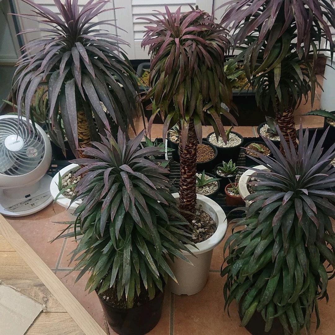 確認用ユッカデスメティアナ