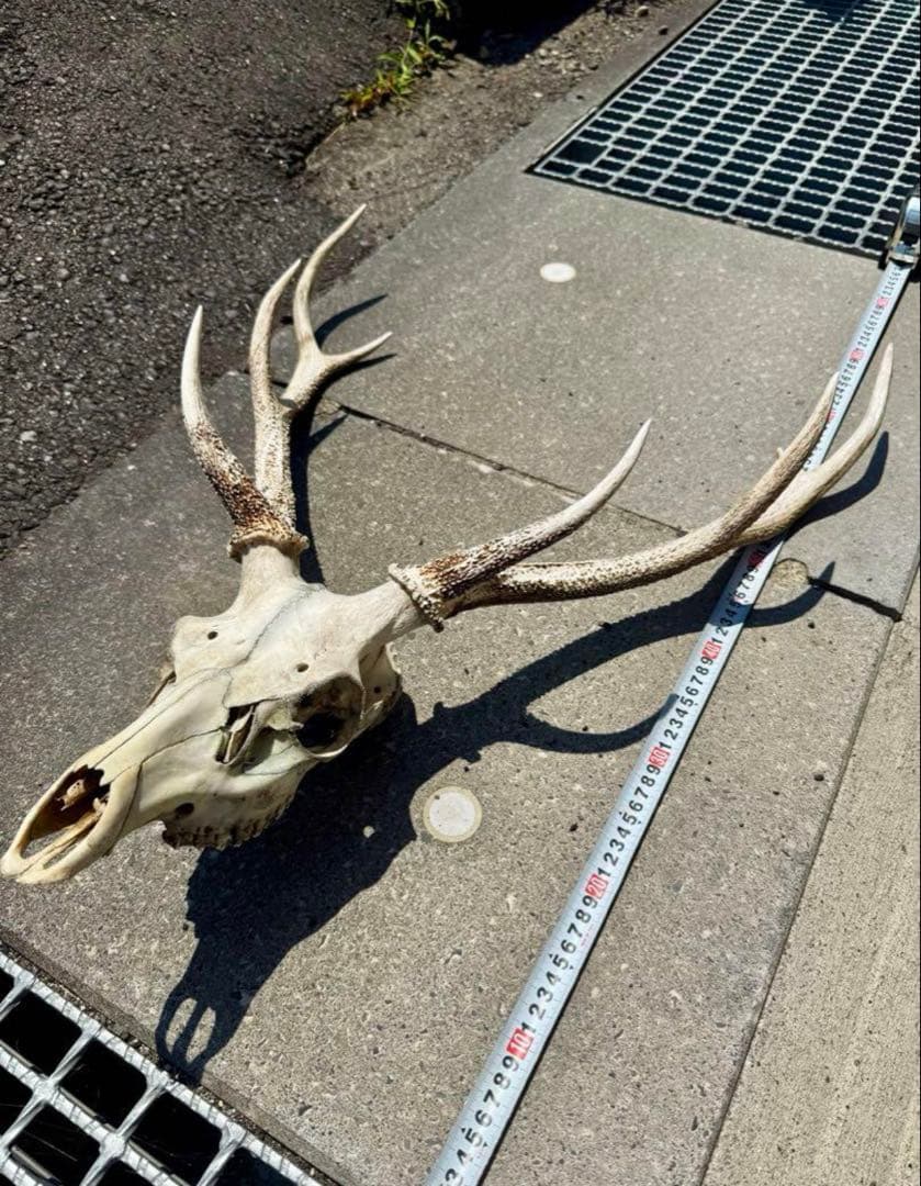 頭蓋骨付き　鹿の角 日本鹿 角 壁掛け 匿名配送
