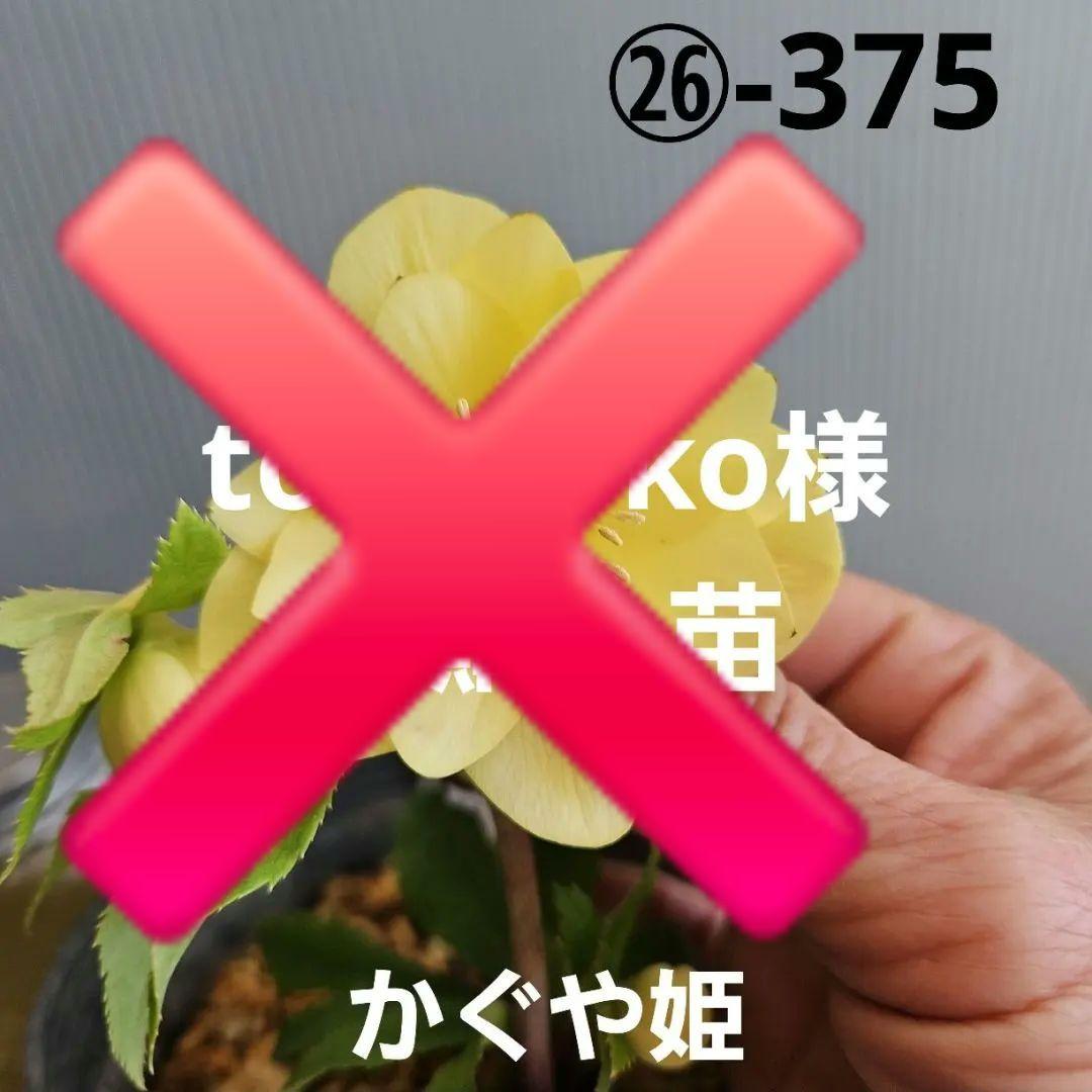 ★tokotoko様ご購入苗㉖-375㉖-382クリスマスローズ