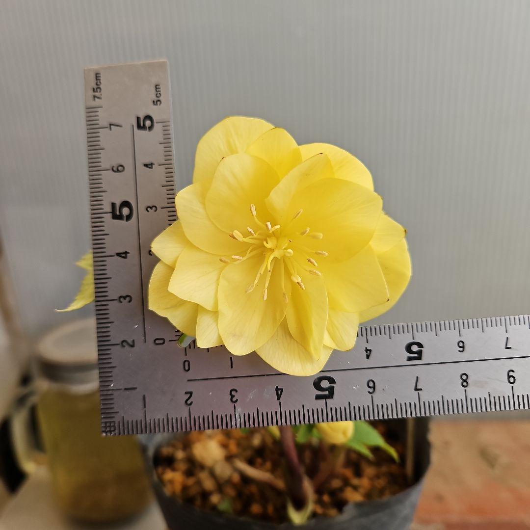 ★tokotoko様ご購入苗㉖-375㉖-382クリスマスローズ