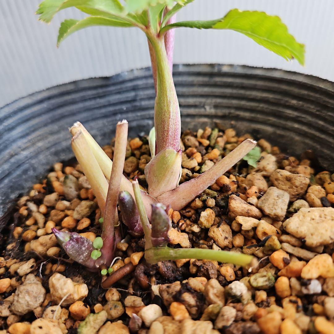 ★tokotoko様ご購入苗㉖-375㉖-382クリスマスローズ