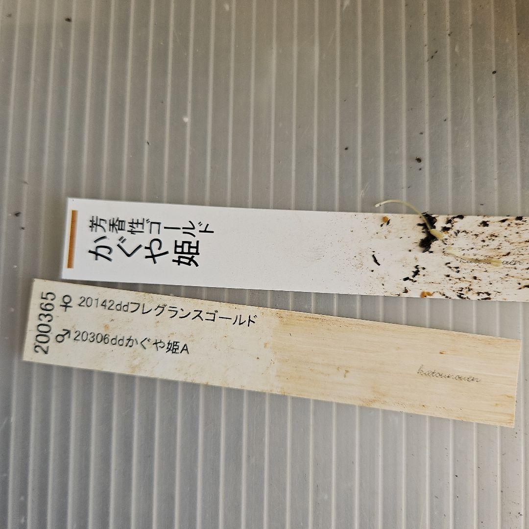 ★tokotoko様ご購入苗㉖-375㉖-382クリスマスローズ