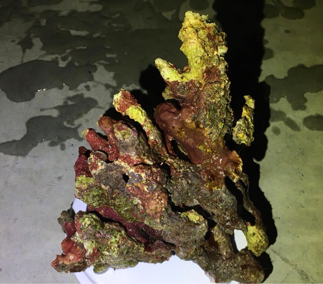 ライブロック　約3.4kg