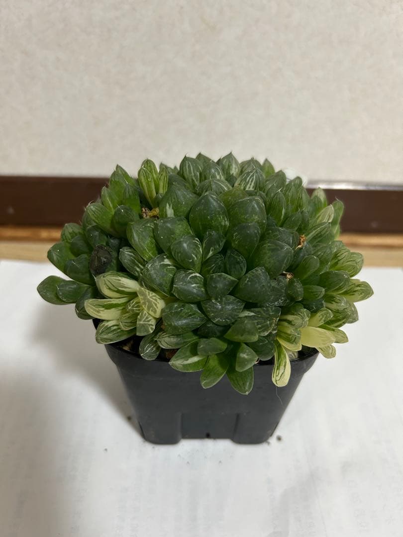 ハオルチア 多肉植物 オブツーサ錦 マリン